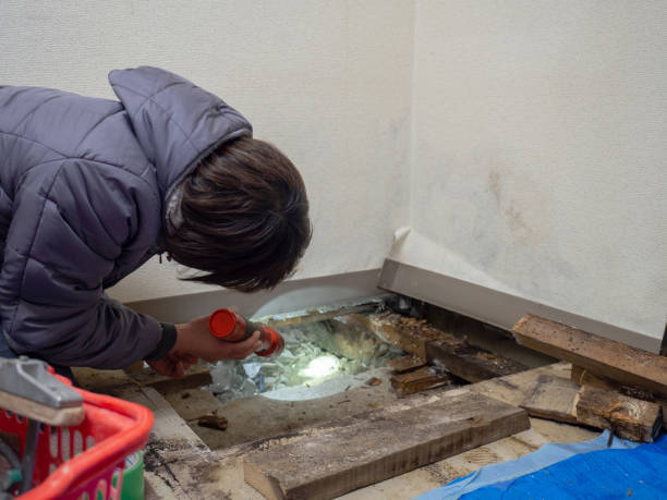 Best Air Quality Testing for Mold Spores  in Plandome, NY