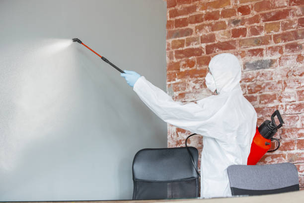 Best Basement Mold Removal  in Plandome, NY