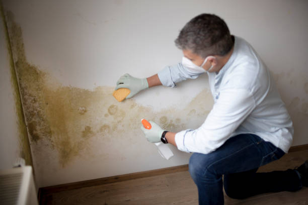 Trusted Plandome, NY Mold Removal Experts